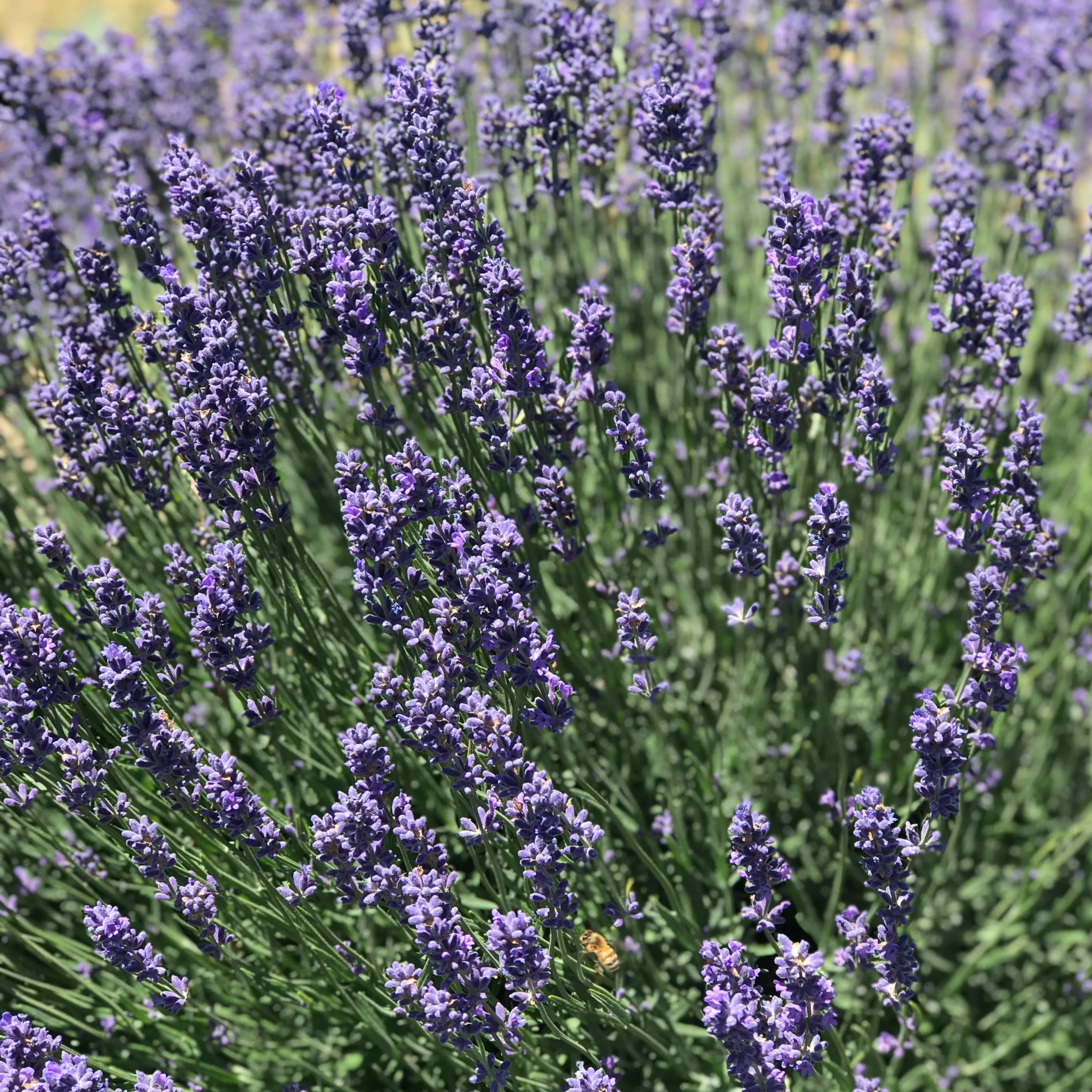 Lavender Dryer Bag